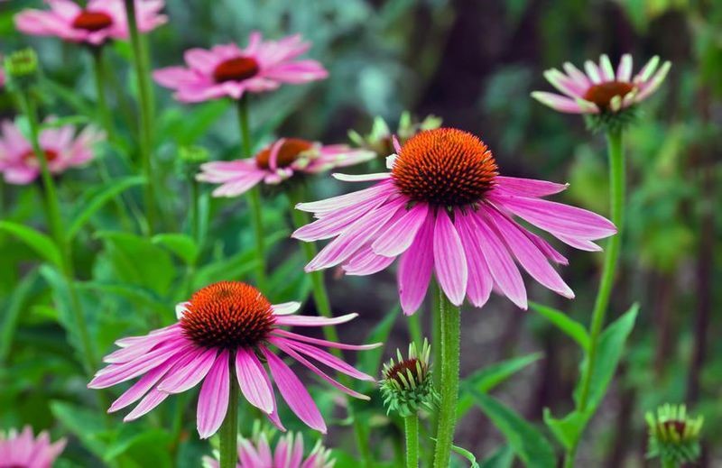 Single-herb formulations in gastrointestinal disorders